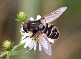 Eristalis dimidiata